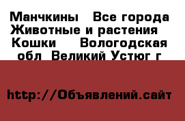 Манчкины - Все города Животные и растения » Кошки   . Вологодская обл.,Великий Устюг г.